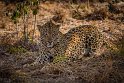 099 Kruger National Park, luipaard